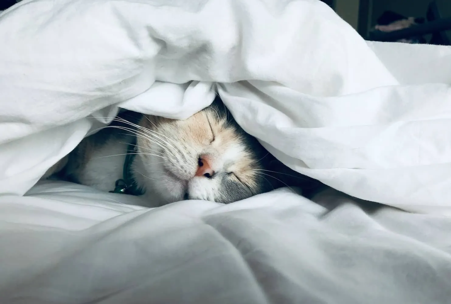 A cat sleeping peacefully between bed sheets